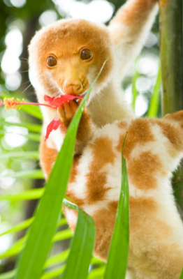 Пятнистый кускус