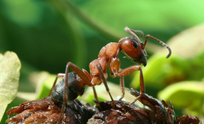 Бродячие муравьи