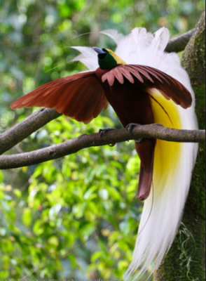 Райские птицы