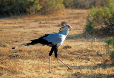 Африканская птица-секретарь