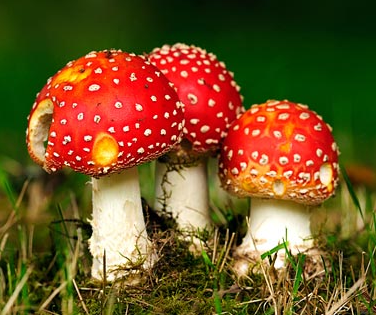 Микология —наука о грибах