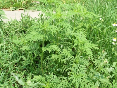 Птицы уничтожают семена амброзии