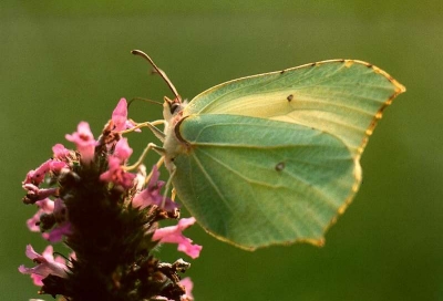 Куда лимонница откладывает яйца