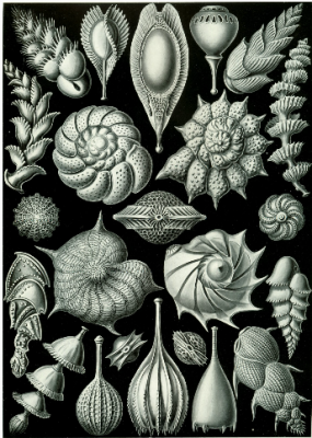 Фораминиферы (FORAMINIFERA)