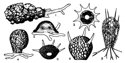 Раковинные амебы (TESTACEA)