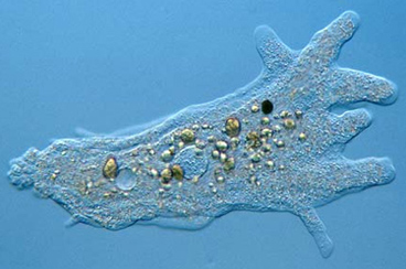 Амебы (AMOEBIDA)