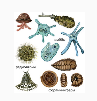 Саркодовые (SARCODINA) - Общая характеристика Саркодовых