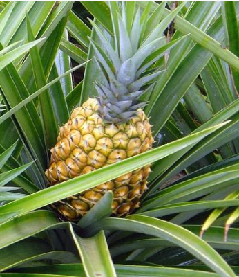 Растения и цветы эпифитов