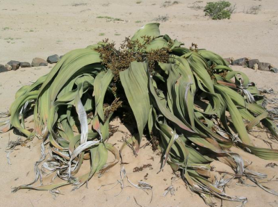 Вельвичия (Welwitschia Mirabilis) - растение живущее 2000 лет