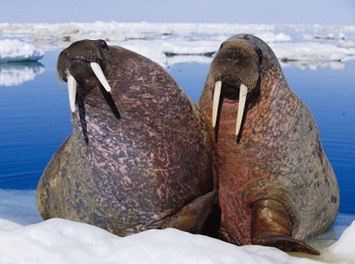 Морж ODOBENUS Brisson