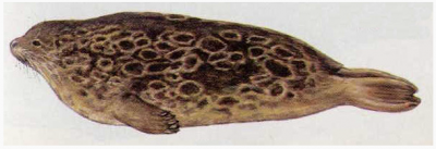 Кольчатая нерпа 2