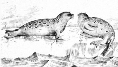 Кольчатая нерпа 4