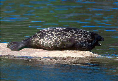 Кольчатая нерпа 5