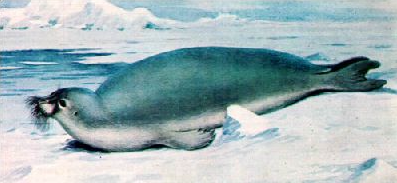 Морской заяц