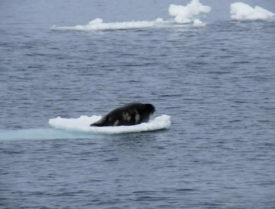 Морской заяц или лахтак