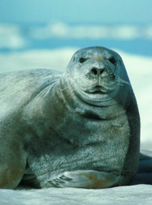 Морской заяц или лахтак 3