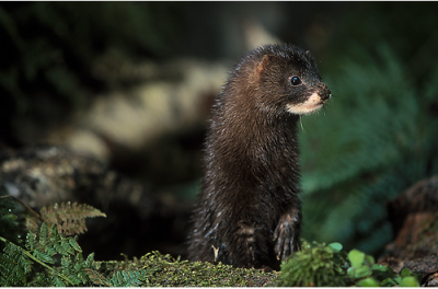 Mustela (Lutreola) lutreola Linnaeus