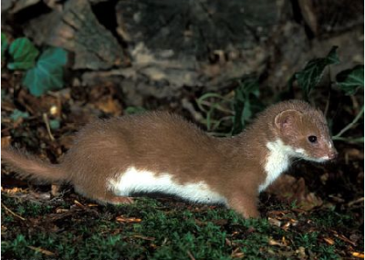Mustela (Mustela) nivalis Linnaeus