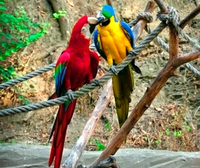 Свободу попугаям