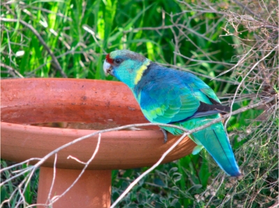 Обучение попугая