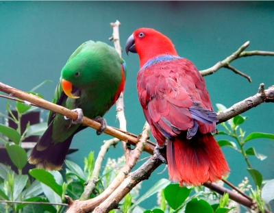 Домашний питомец - попугай