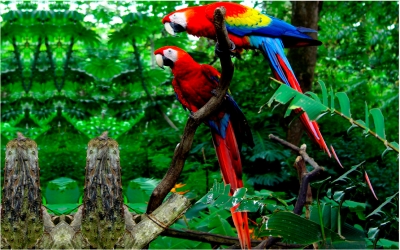 Охота за попугаями