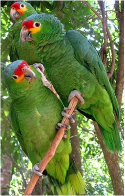 Размножение попугаев