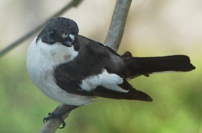 Какой компас у птиц