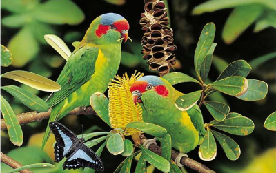 Ночлег попугая на воле