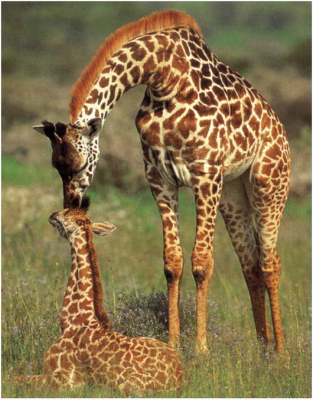 Жираф - уникальное животное