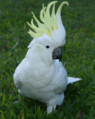 Попугаи Какаду